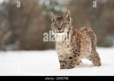 Lynx cub standing in the snow and looking front to the camera. Winter with dangerous animal. Wildlife in cold weather. Stock Photo