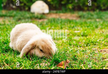 a beautiful little rabbit of the French RAM breed is resting in the garden. Stock Photo