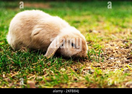 a beautiful little rabbit of the French RAM breed is resting in the garden. Stock Photo