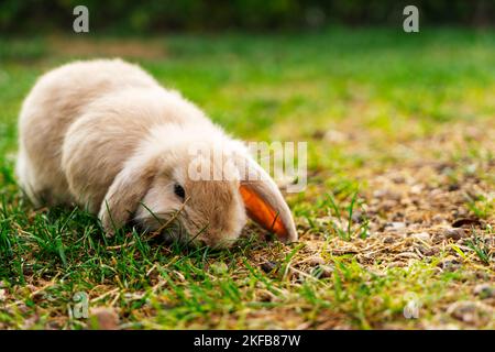 a beautiful little rabbit of the French RAM breed is resting in the garden. Stock Photo