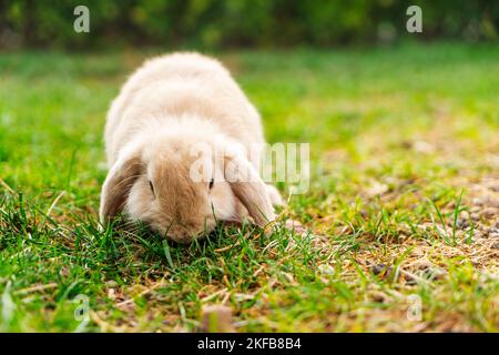 a beautiful little rabbit of the French RAM breed is resting in the garden. Stock Photo