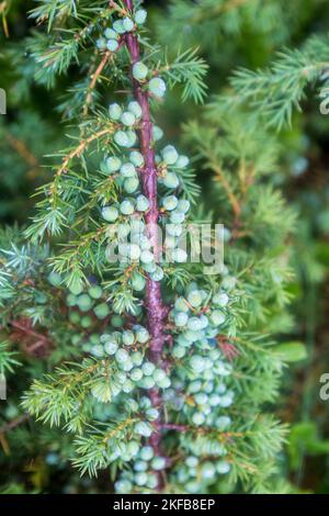 Branches with green juniper berries and needle, Juniperus communis Green Carpet, Carpathians mountains Stock Photo