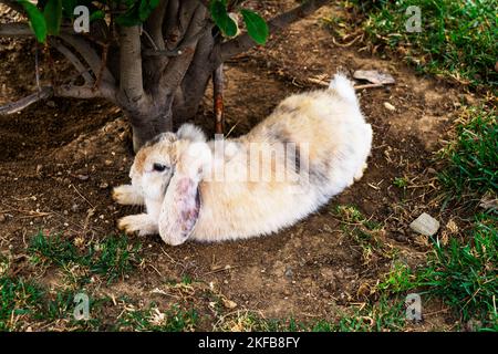 a beautiful little rabbit of the French RAM breed is resting in the garden. Stock Photo