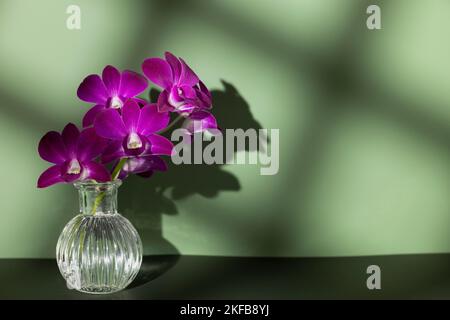 Blooming sprig of purple orchid in transparent vase on olive color background, copy space, horizontal photo. Flower silhouette and blurred shadow mesh Stock Photo