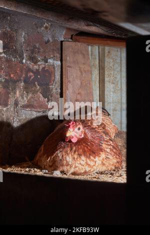 close-up of hen brooding eggs, young brown chicken sits on its eggs or hatch in corner of the coop, selective focus in dramatic hard lighting Stock Photo