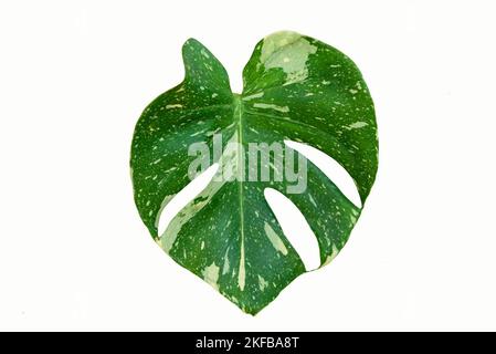 Monstera Thai Constellation in the pot Stock Photo