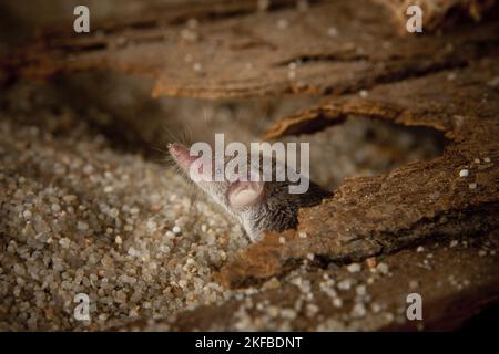 Etruscan pygmy shrew Stock Photo