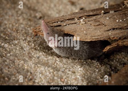 Etruscan pygmy shrew Stock Photo