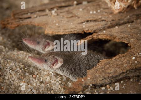 Etruscan pygmy shrew Stock Photo