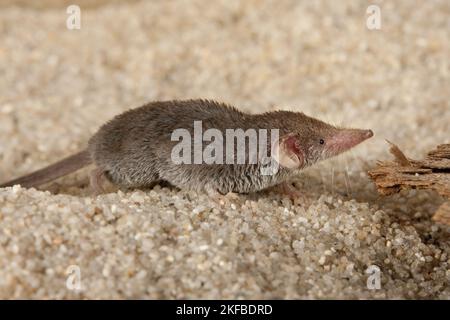 Etruscan pygmy shrew Stock Photo