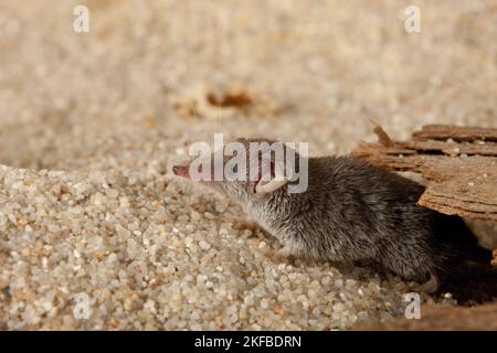 Etruscan pygmy shrew Stock Photo