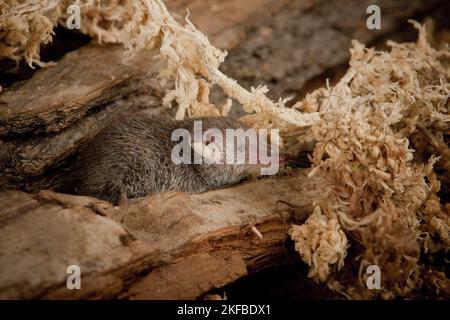 Etruscan pygmy shrew Stock Photo