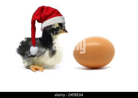 Christmas chick.Christmas chick and an egg isolated on white background. Stock Photo