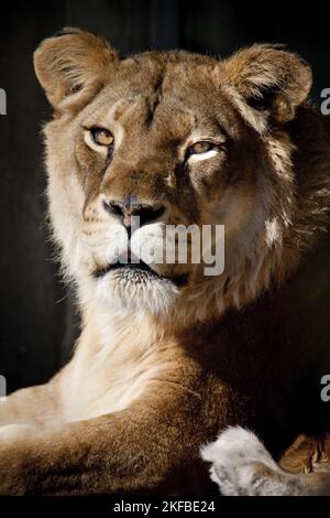 lioness in front of black background Stock Photo