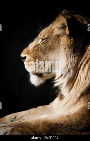 lioness in front of black background Stock Photo