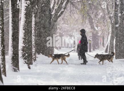 Man walking his dogs in city park in winter. Stock Photo