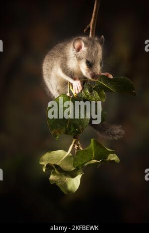 Dormouse on branch Stock Photo