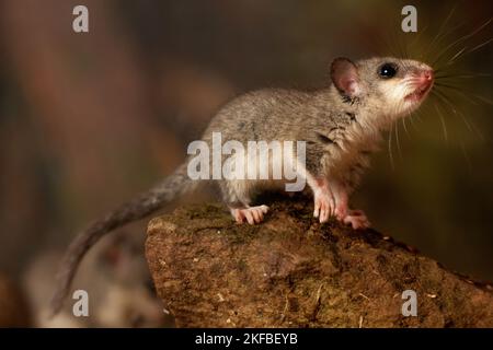 dormouse Stock Photo