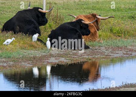 Three cattle egrets (Bubulcus ibis / Ardea ibis) looking for insects near resting Highland cows in meadow / grassland, Bay of the Somme, France Stock Photo