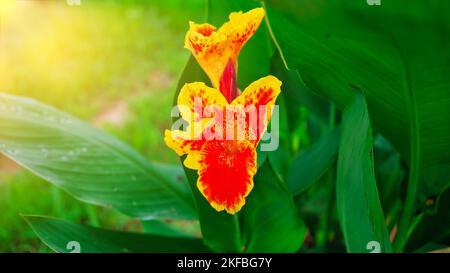 Keli known as Canna Lily or Laphoorit yellow flower blooming in garden. Canna indica flower in selective focus. Indian Shot flower plant with many col Stock Photo