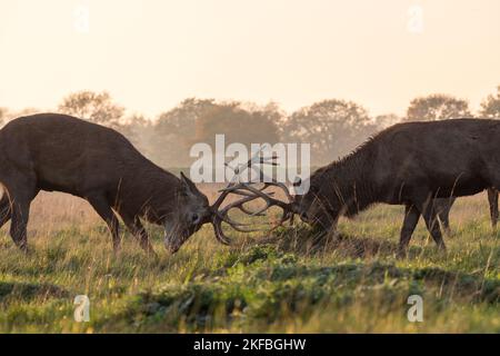 Two mature male stag red deer engaging in a practice duel in evening light, Richmond Park, UK. Stock Photo