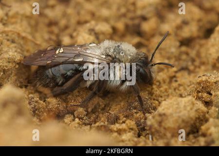 Natural closeup on a grey-backed minin bee female, Andrena vaga , with raindrops on her back Stock Photo
