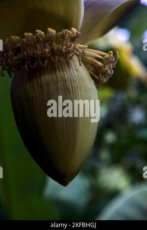 Banana  flower hanging from the plant seen up close Stock Photo