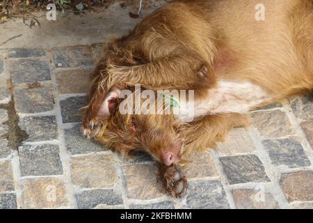 I can't hear you - Lazy dirty dog with long red hair lies on stone sidewalk with his paw pulling back his ear and peering up through barely opened eye Stock Photo