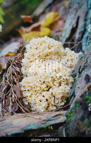 Sparassis crispa is a species of fungus in the genus Sparassis. In English it is sometimes called cauliflower fungus. Krause Glucke or Fette Henne Stock Photo