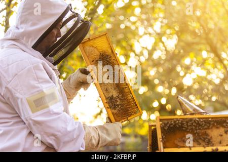 Beekeeper on an apiary, beekeeper is working with bees and beehives on the apiary, beekeeping or apiculture concept Stock Photo
