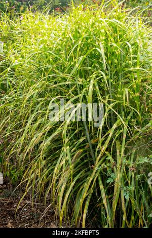 Hardy, Maiden Grass, Miscanthus sinensis 'Little Nicky', Striped, Zebra grass, Miscanthus Stock Photo