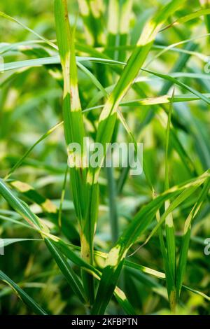 Zebra grass, Striped, Maiden Grass, Narrow, Leaves, Miscanthus sinensis, Little Nicky, Silver grass Stock Photo