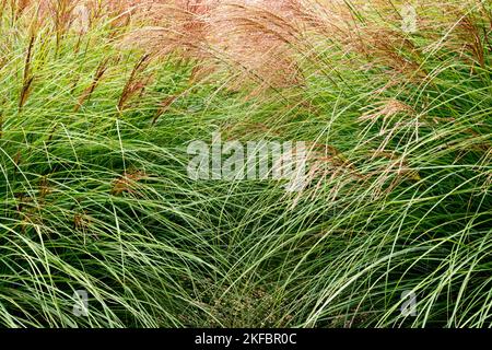 Chinese Silver Grass, Miscanthus sinensis 'Yaku Jima', Garden, Grass, Maiden Grass, Clumps of Grasses, Eulalia Stock Photo