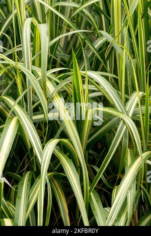 Chinese SIlver Grass, Maiden Grass, Miscanthus sinensis Cabaret Stock Photo