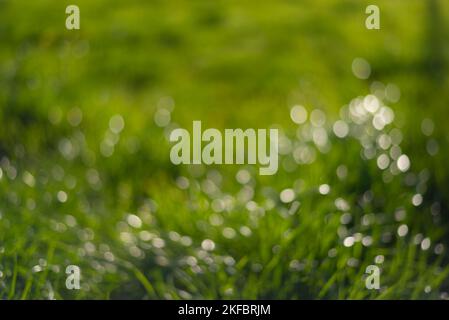 Defocused closeup of grass sparkling in the sunlight. Green summer background. Stock Photo