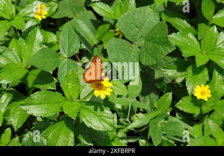 A common leopard butterfly (Phalanta Phalantha) collecting nectar from a yellow Sphagneticola Trilobata flower while spreading its wings Stock Photo