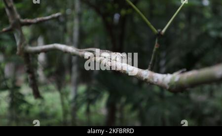 Front view of a female oriental garden lizard that is laying on a little rubber tree stem and leaning to the left side. Stock Photo