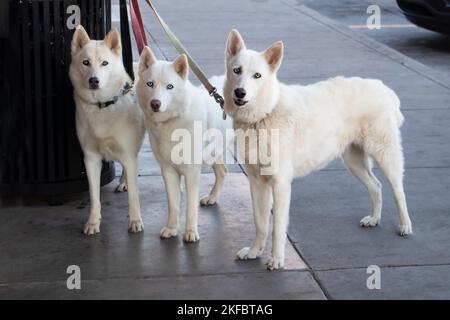 Three beautiful white dogs with ice blue eyes tied to a trash can outside a store while their master shops - looking straight at camera Stock Photo