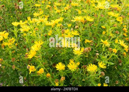 Heterotheca camporum, Lemon Yellow False Goldenaster, Golden Aster, Garden