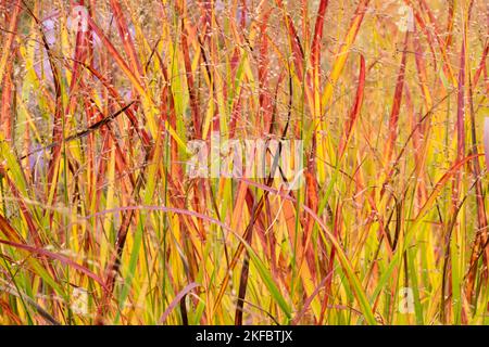 Autumn, Leaves, Grass, Panicums, Switchgrass, Panicum virgatum, Rotstrahlbusch, Panicum, Grasses, Switch Grass Stock Photo