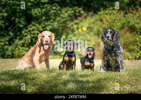 Working Cocker Spaniel Lemon Roan and Blue Roan and two mini dachshunds sitting and looking at the camera on a sunny day Stock Photo