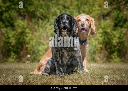 Working Cocker Spaniel Lemon Roan and Blue Roan sitting and looking at the camera both happy Stock Photo