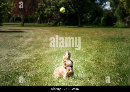 Working Cocker Spaniel Lemon Roan about to jump up for her tennis ball Stock Photo