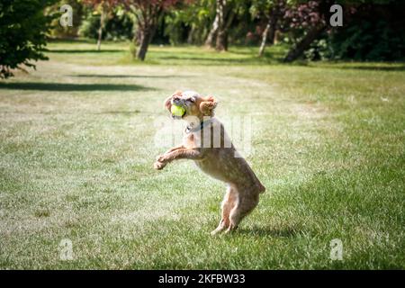 Working Cocker Spaniel Lemon Roan jumping up for her ball Stock Photo