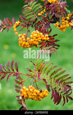 Autumn, Branch, Berries, Mountain-ash, Sorbus aucuparia, Sorbus Sunshine, Fruits Stock Photo
