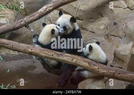 Giant pandas, bear pandas, baby panda and her mom hugging each other Stock Photo