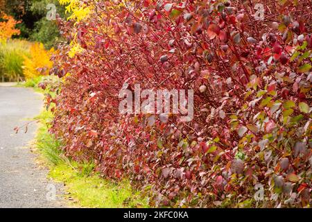 Cornus alba Sibirica, a red-colored shrub lining the autumn garden path Red stems shrub Stock Photo
