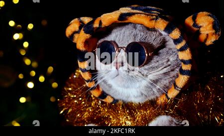 Pet British, Scottish Straight cat in a tiger costume lies on an isolated black background with glasses. Cool animal 2022 Stock Photo