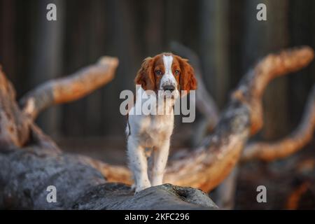 young Welsh Springer Spaniel Stock Photo