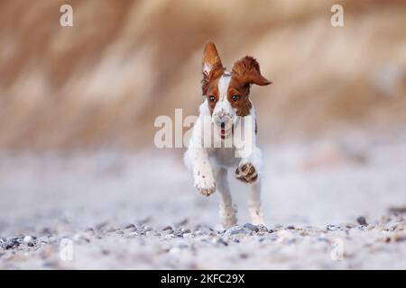 young Welsh Springer Spaniel Stock Photo